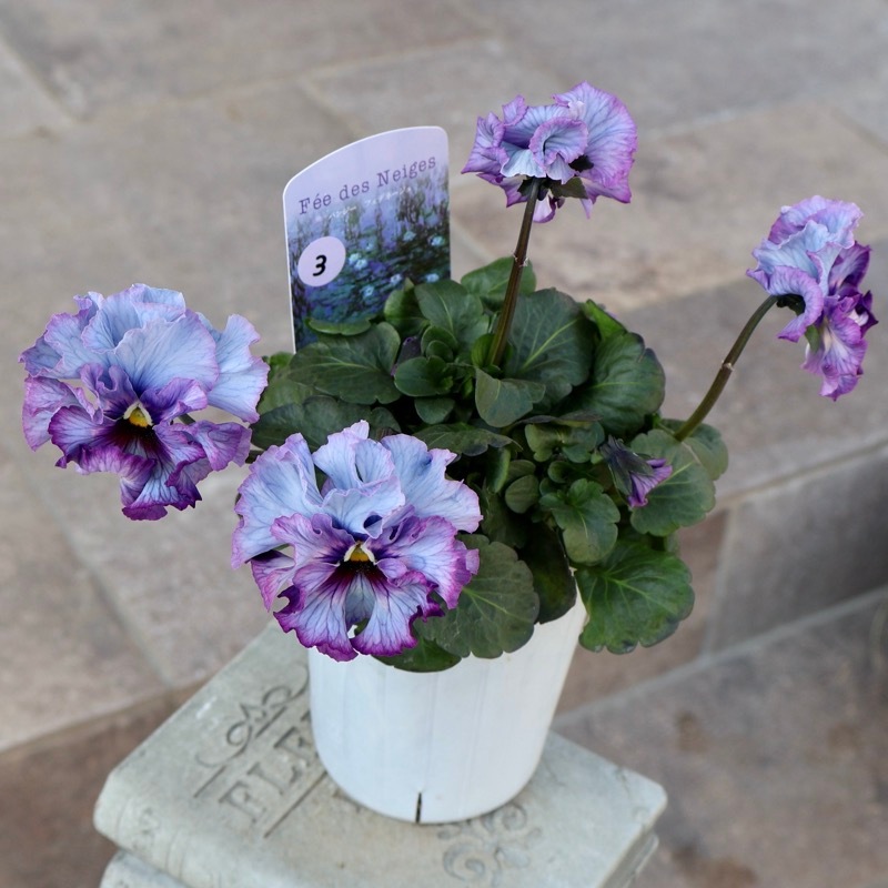 25年秋-26年春の新品種 》現品1点限り☆桂楓園さんのパンジー「フェデ