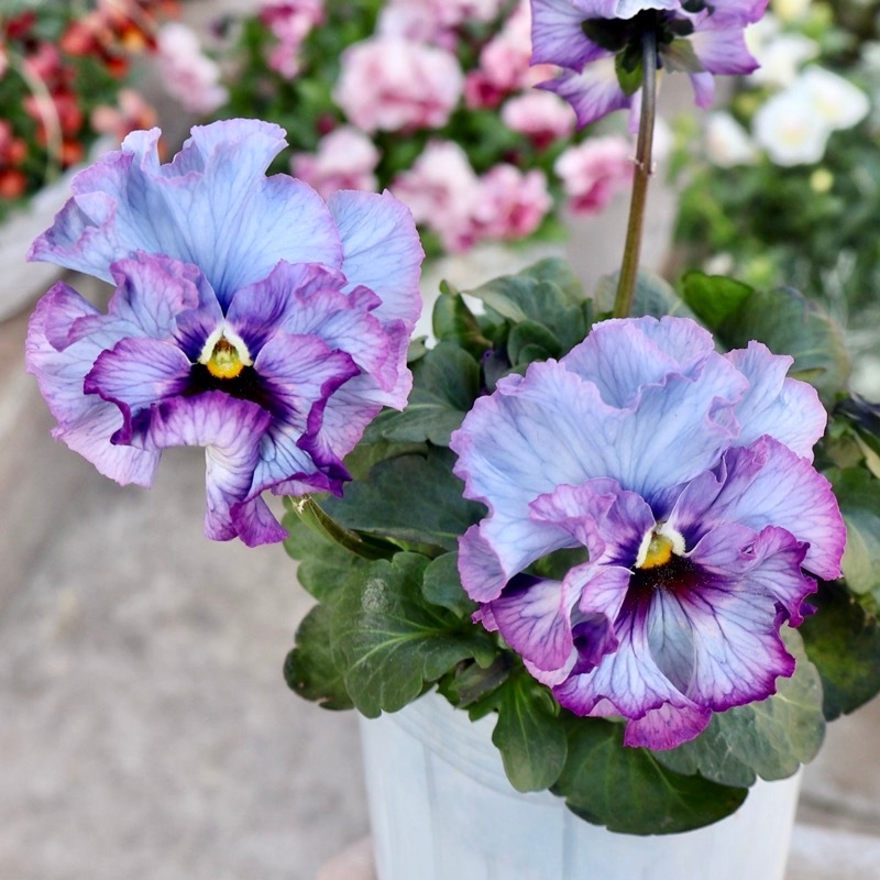 25年秋-26年春の新品種 》現品1点限り☆桂楓園さんのパンジー「フェデ