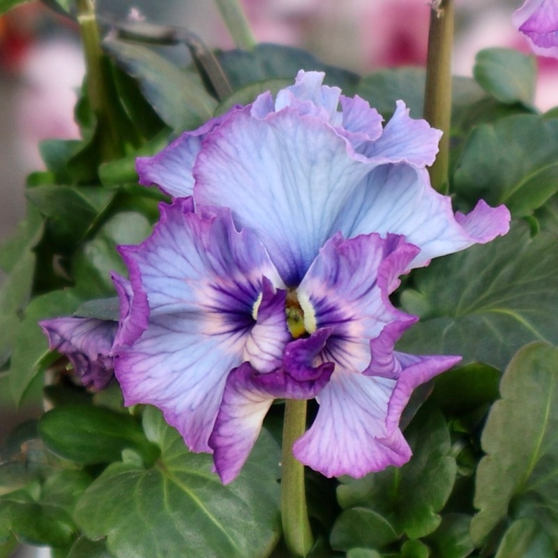 25年秋-26年春の新品種 》現品1点限り☆桂楓園さんのパンジー「フェデ