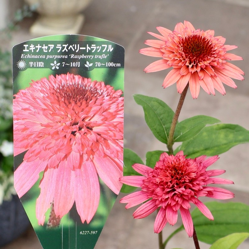 画像の現品》希少品種☆剛健な多年草♪エキナセア「ラズベリートラッフル」