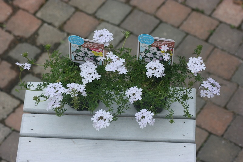 タピアン パープリッシュホワイト