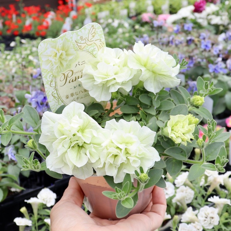 ボリューム満点☆芳香漂う八重咲きペチュニア・パニエ「レモン」(3.5号