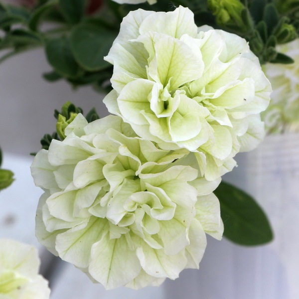 ボリューム満点☆芳香漂う八重咲きペチュニア・パニエ「レモン」(3.5号