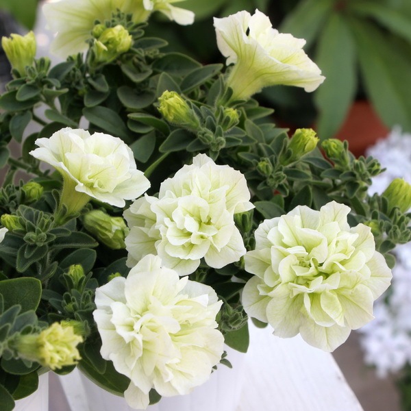 レモンジュレ様 クラフトレモンサワー