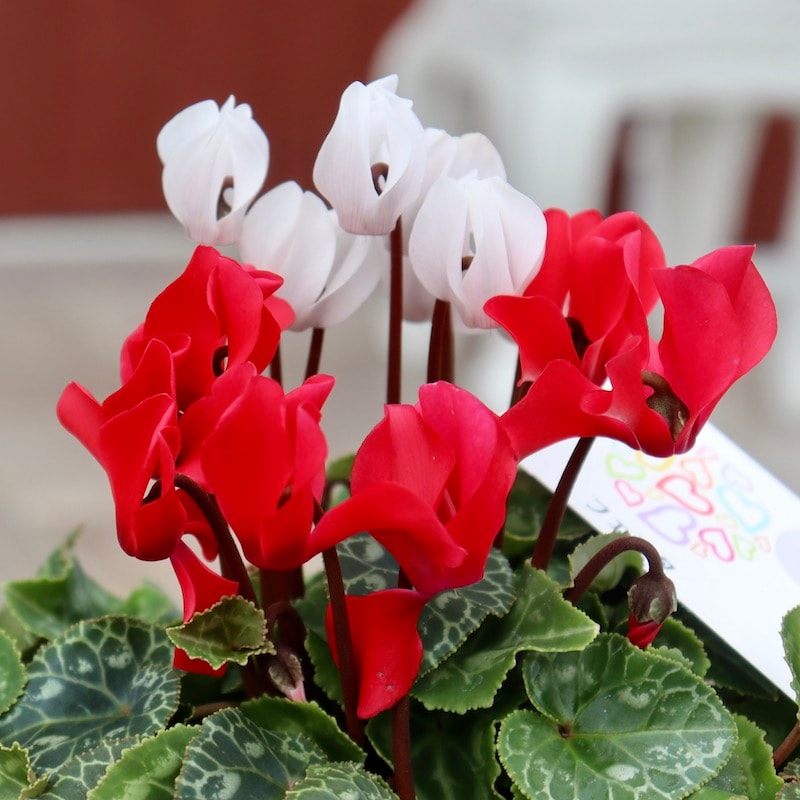 2色植えのガーデンシクラメン「フェスタ」1番