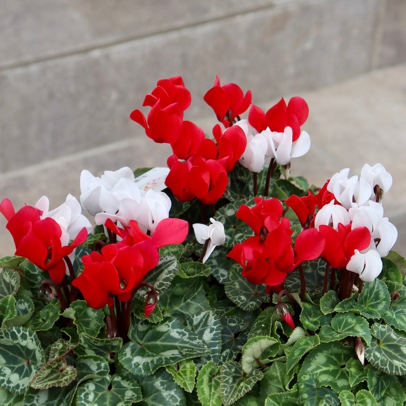 2色植えのガーデンシクラメン「フェスタ」1番