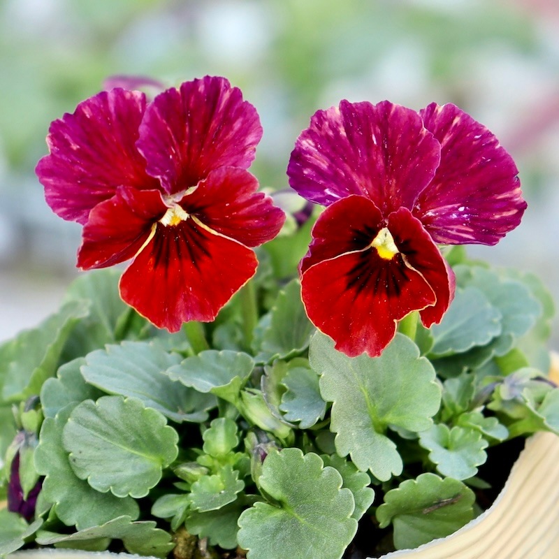 画像の現品1点限り!!アイデアルフラワー・大牟田さんのビオラevolve