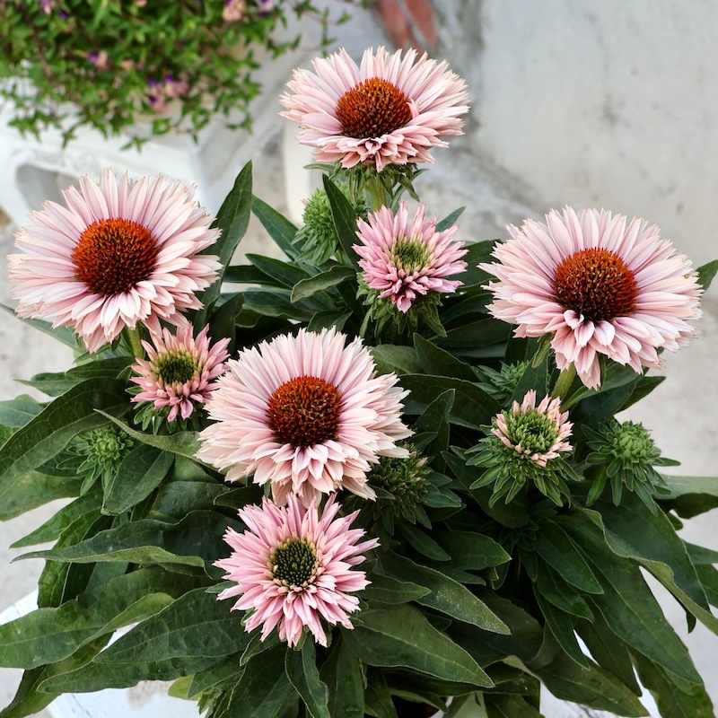 1_000000009377.jpg?1753948678