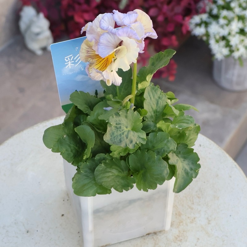 現品1点限り☆2025年NEWの希少品種☆フリルパンジー「彩翠華(さい