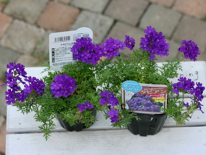●良品☆スワロフスキー　Drina　Violet　花　置物　ドリナ　バイオレット ○良品☆スワロフスキー Drina Violet 花 置物 ドリナ バイオレット
