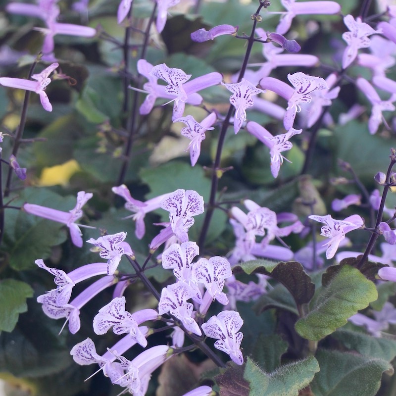 お買い得♪立派なプレクトランサス【5号底面給水鉢】