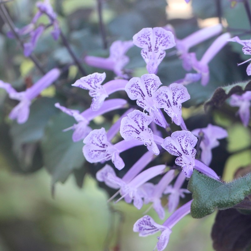 お買い得♪立派なプレクトランサス【5号底面給水鉢】