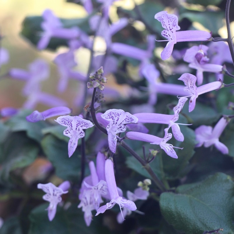 お買い得♪立派なプレクトランサス【5号底面給水鉢】