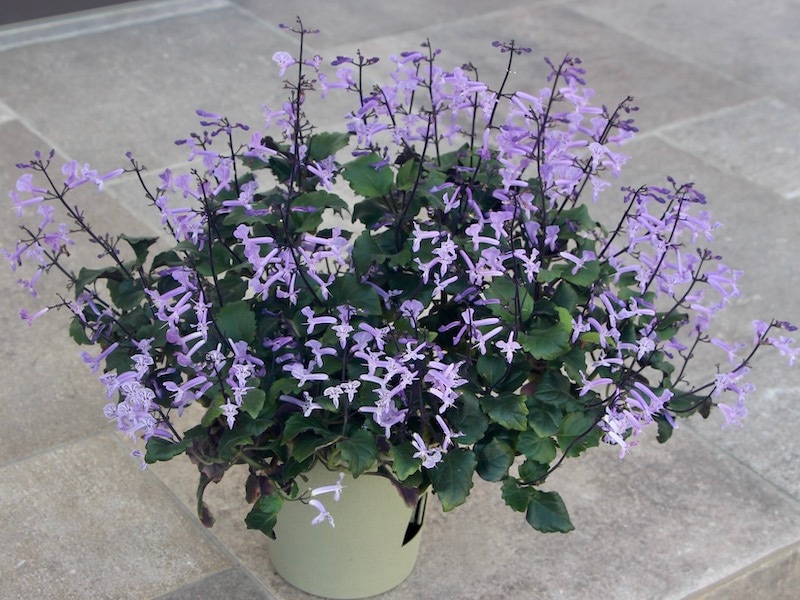 お買い得♪立派なプレクトランサス【5号底面給水鉢】