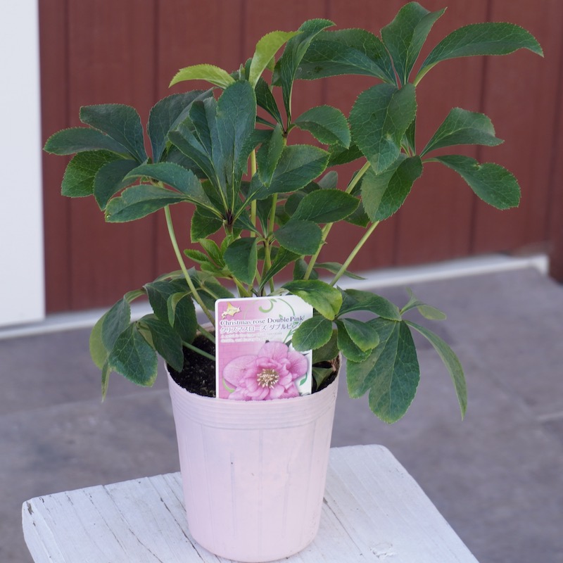 クリスマスローズ ピンクダブル クリスマスローズ（原種系）：フルール
