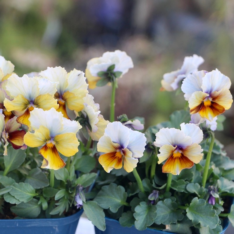 現品☆サトウ園芸さんのビオラ・ヌーヴェルヴァーグ☆10周年