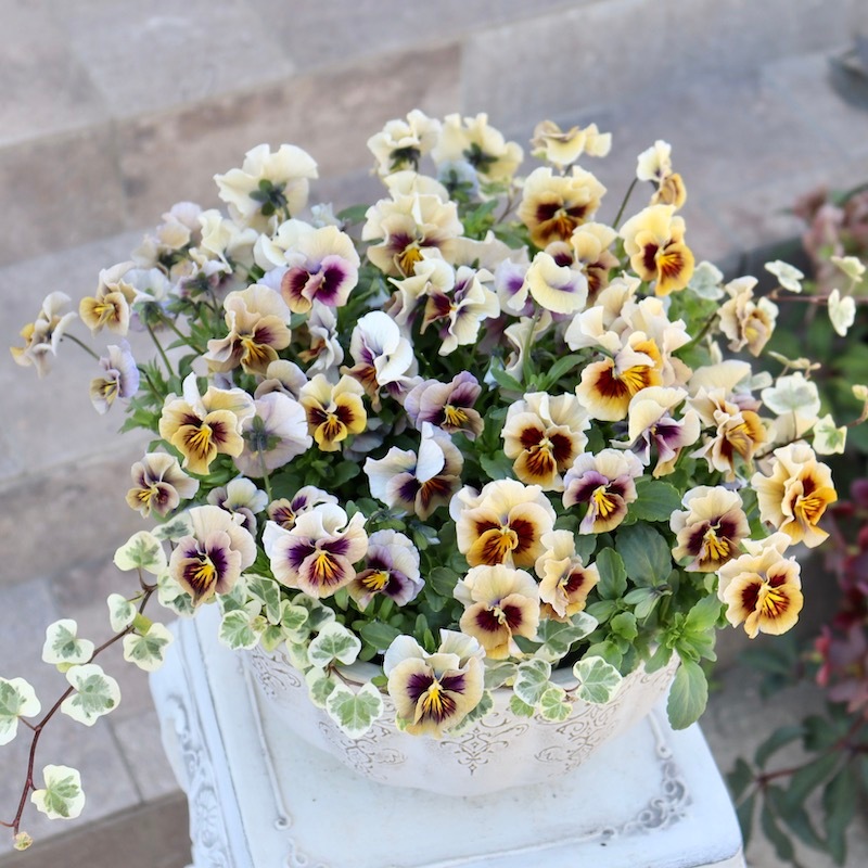 16_000000007278.jpg?1711720206