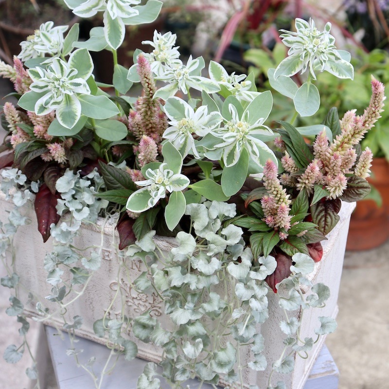 お手頃♪超良株☆初雪草(ハツユキソウ)