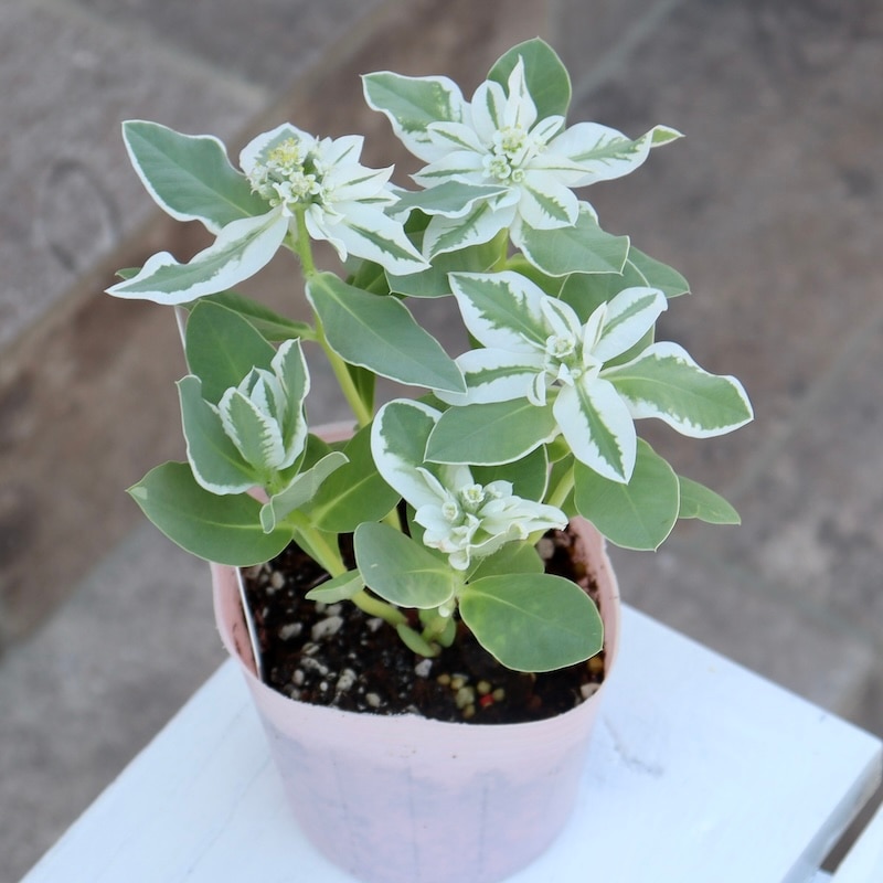 アレックス イーグルクロー 15kg×2