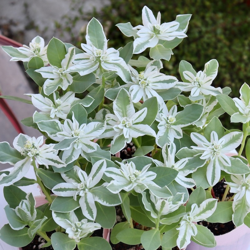 笹の雪 超矮性 鉢ごと 子株つき □木製-木枠鉢(四角型) L-15×15㎝ ×1個 | 常葉植物園 Tokiwa