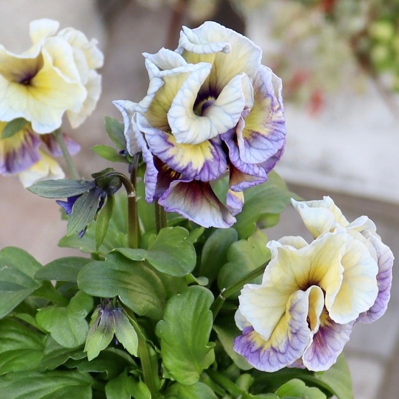 2024年最後の1株を現品で☆スペシャルなサトウ園芸さんのパンジー