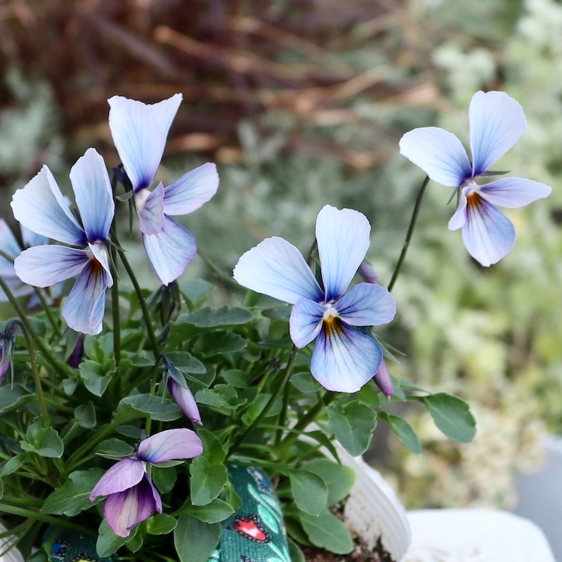 画像で花弁の色・形を選べる!!うえたビオラ「パピヨンワールド」279番