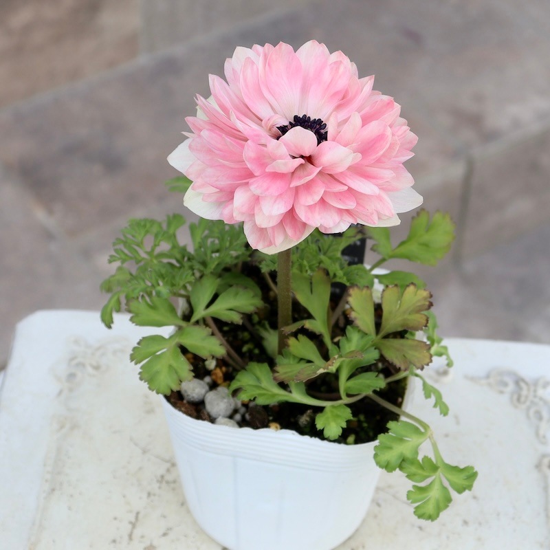 画像の現品1点限り☆八重咲きアネモネ「クラシカルピンク」4番