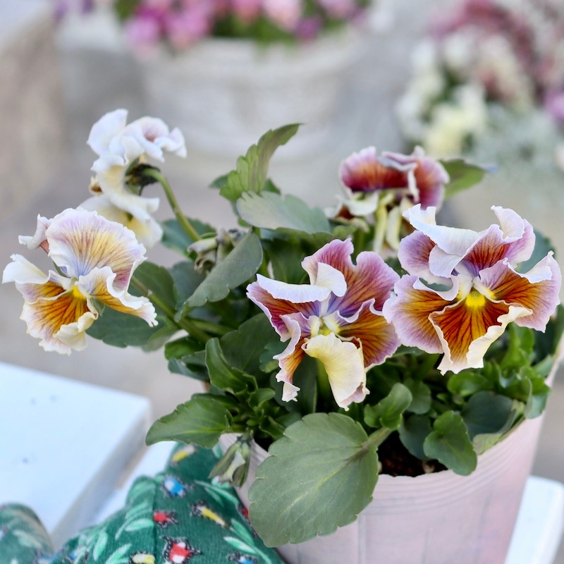 希少品】現品1点限り!! 石村あさみさん育種パンジー「A-STORY・花守の