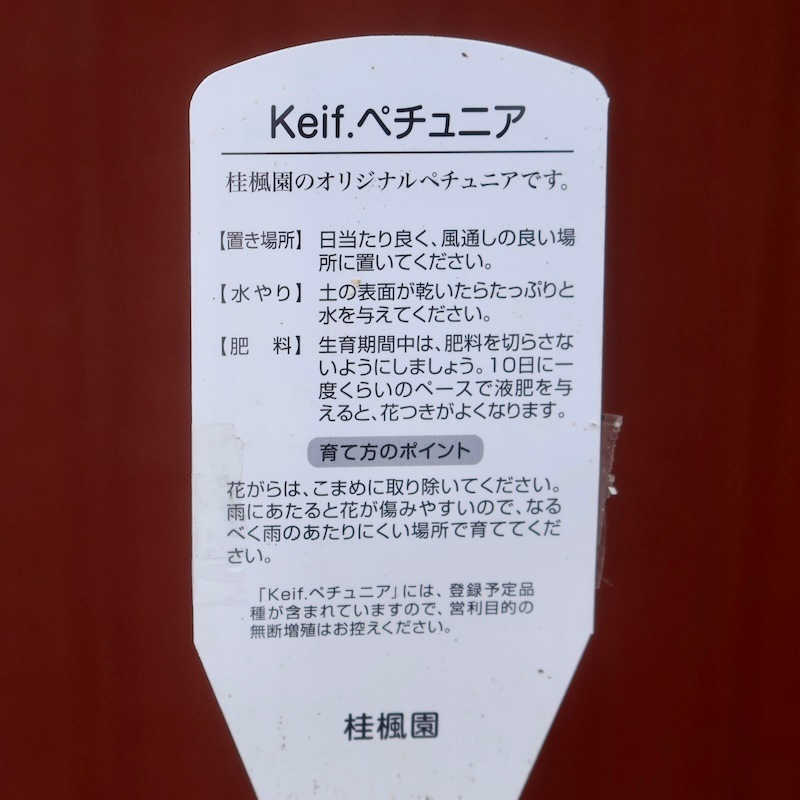 超希少な現品販売☆信頼の桂楓園さんの八重咲きペチュニア「メルシー