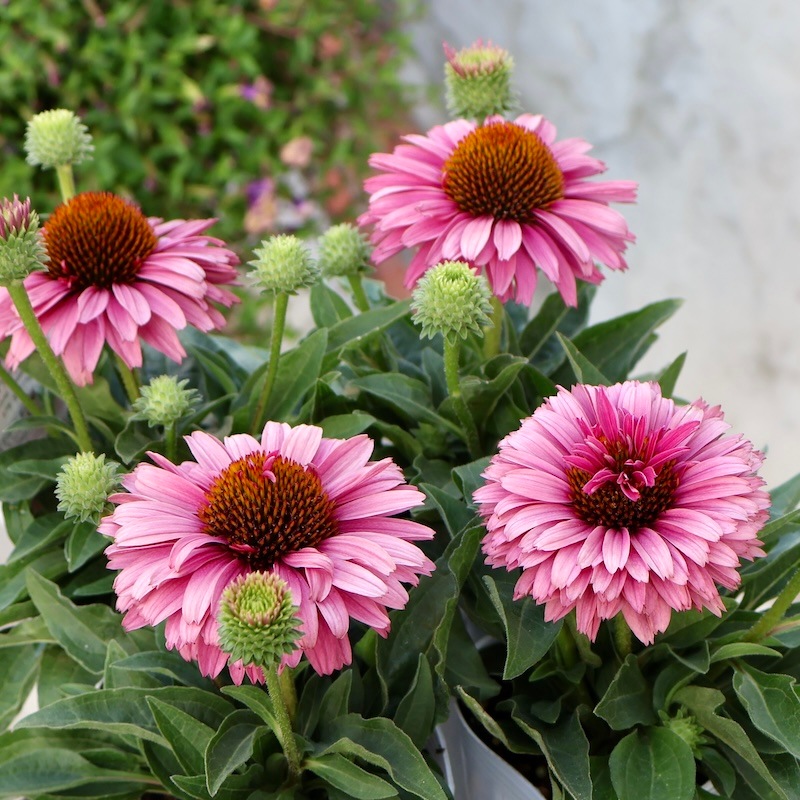 エキナセア苗 《4品種》 エキナセア苗4品種 花