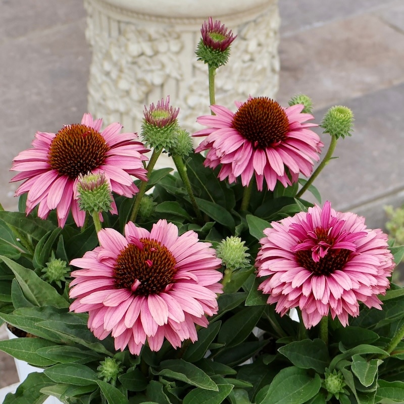 希少品種《今だからの超良株》剛健な多年草♪エキナセア・サン