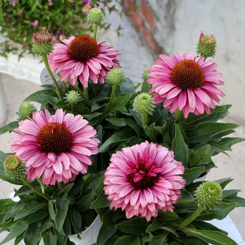 エキナセア苗4品種 希少品種《今だからの超良株》剛健な多年草♪エキナセア・サン