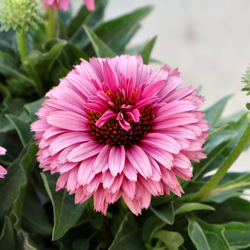 希少品種《今だからの超良株》剛健な多年草♪エキナセア・サン