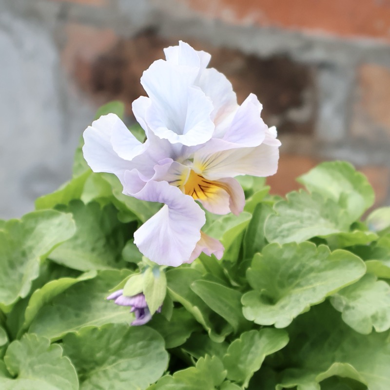 現品1点限り☆2025年NEWの希少品種☆フリルパンジー「彩翠華(さい