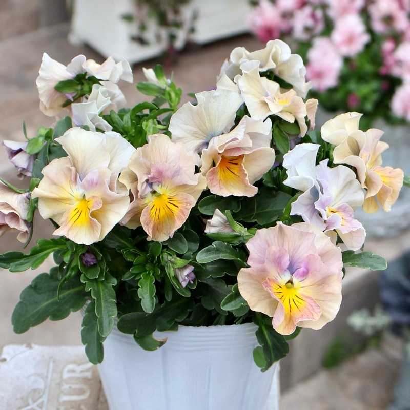 画像の現品1点限り☆桐生ふぁ~む×花日和さんのビオラ「アイクルール