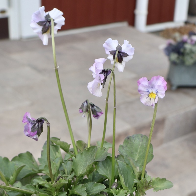画像の現品1点限り☆吉村さんの花首の長いビオラ「ブローイン