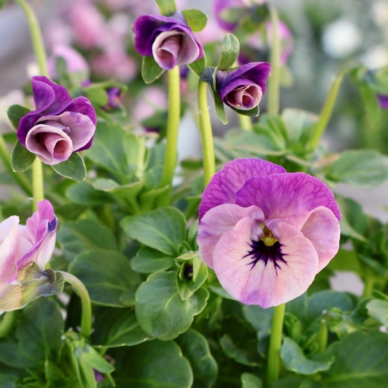 試験品種のラスト《画像の現品1点限り!!》高知・植田さんのビオラ