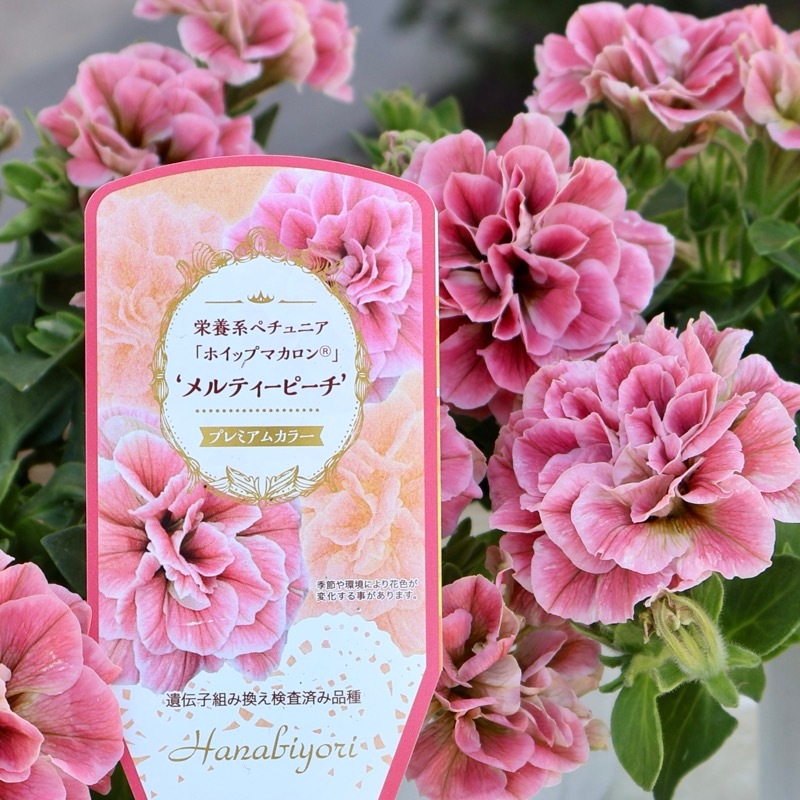 花日和さんの八重咲きペチュニア・ホイップマカロン「メルティーピーチ