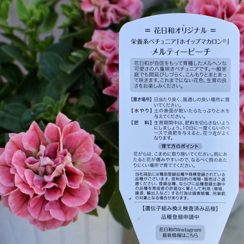 花日和さんの八重咲きペチュニア・ホイップマカロン「メルティーピーチ
