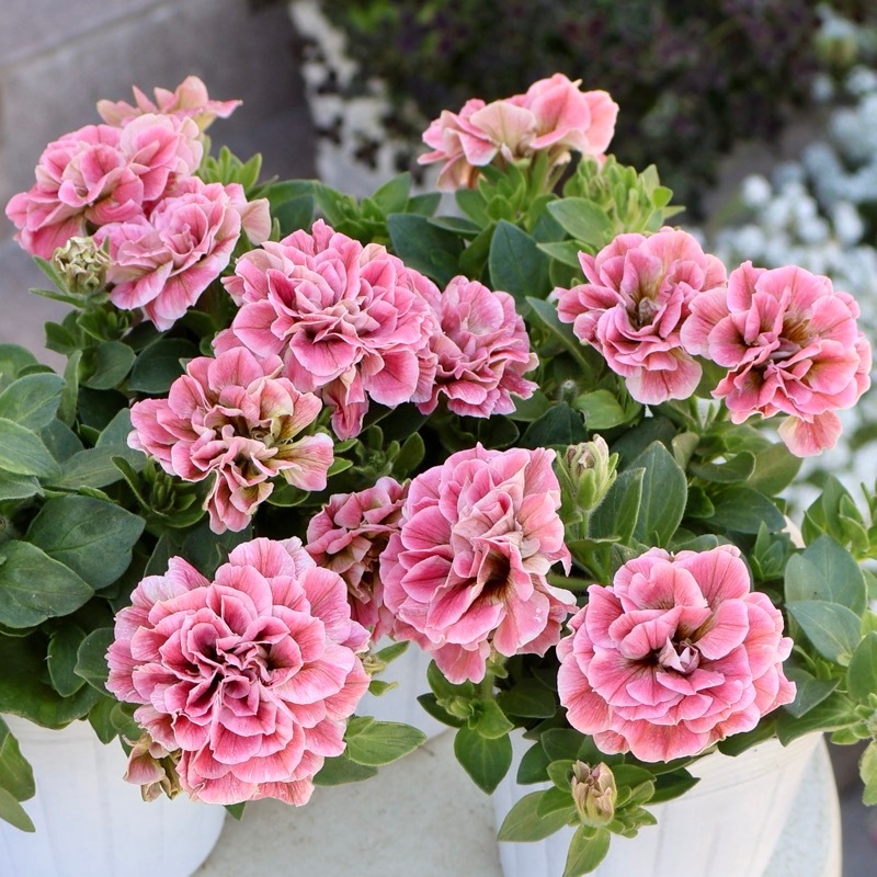 ホイップマカロン「メルティーピーチ」のキュートな花籠 花日和さんの八重咲きペチュニア・ホイップマカロン「メルティーピーチ