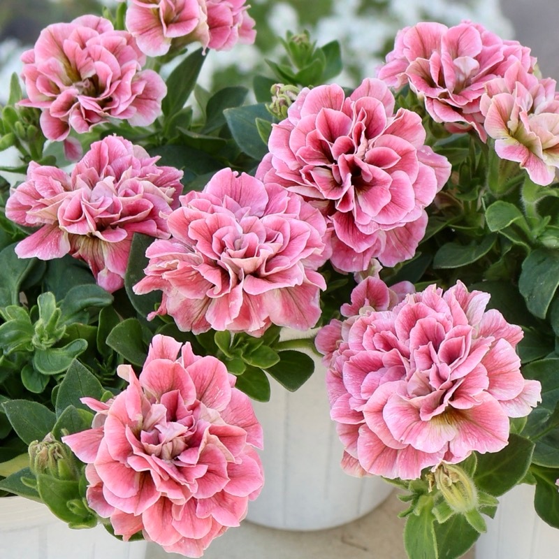 ホイップマカロン「メルティーピーチ」のキュートな花籠 花日和さんの八重咲きペチュニア・ホイップマカロン「メルティーピーチ