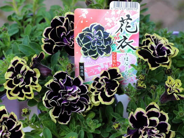 八重咲きペチュニア・花衣(はなごろも)「黒真珠」(特大4号ポット)