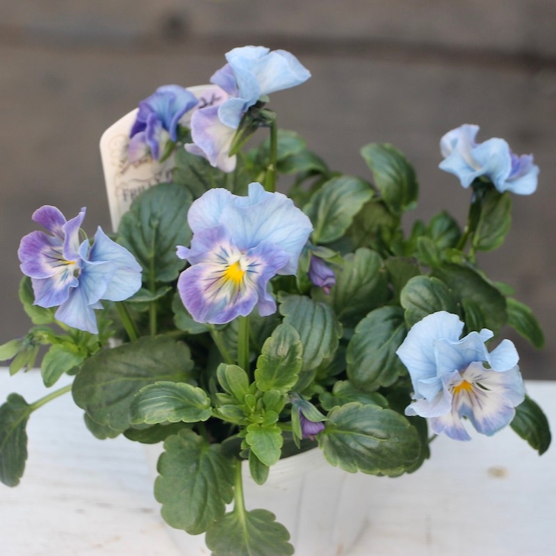 画像とほぼ同じ色!! 在庫限り☆花日和さんのフリル咲きパンジー