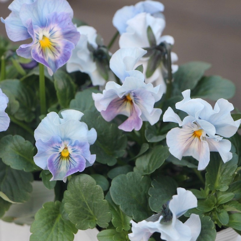 画像とほぼ同じ色!! 在庫限り☆花日和さんのフリル咲きパンジー