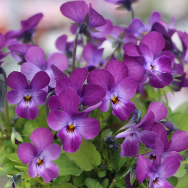 現品!! 秋田さんの極小輪ビオラ「多摩の星空」