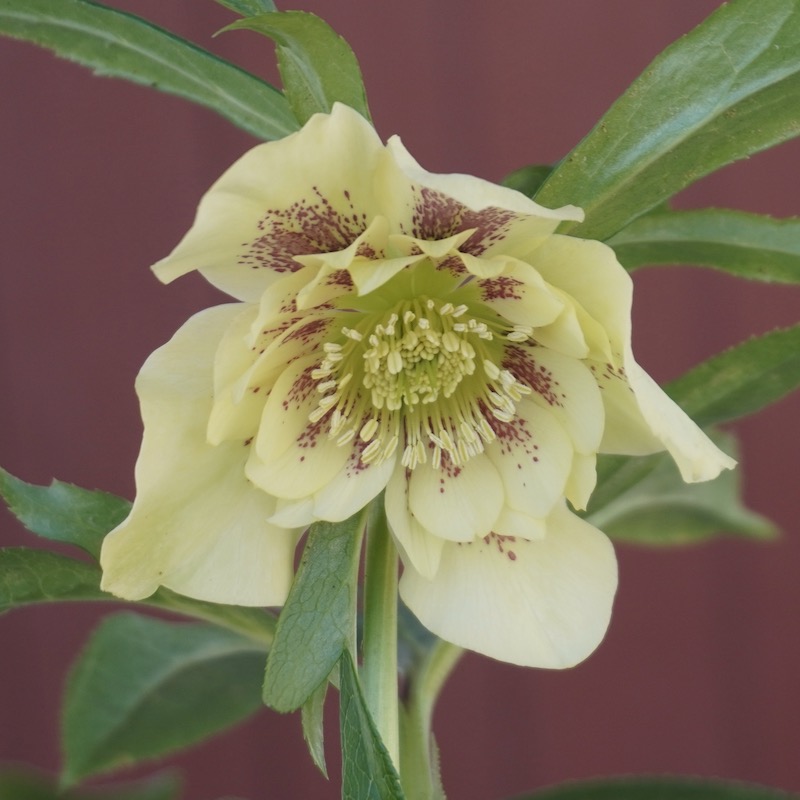 クリスマスローズ「ダブルアプリコット系」3.5号ロングポット