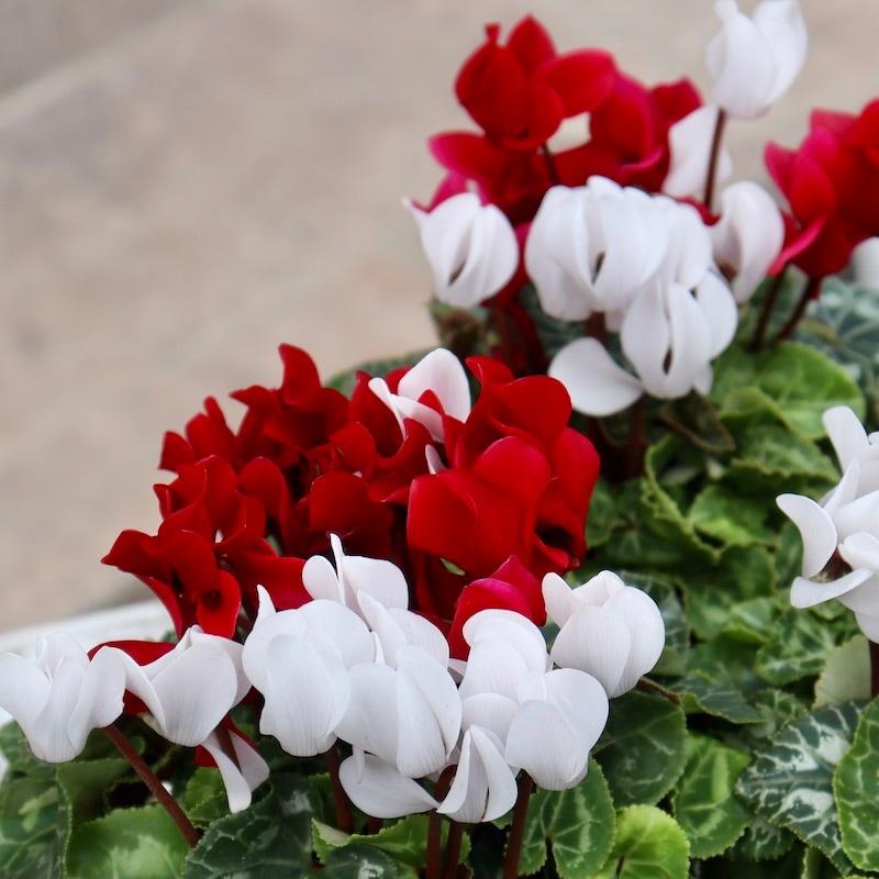 希少色☆2色植えのガーデンシクラメン「フェスタ」3番