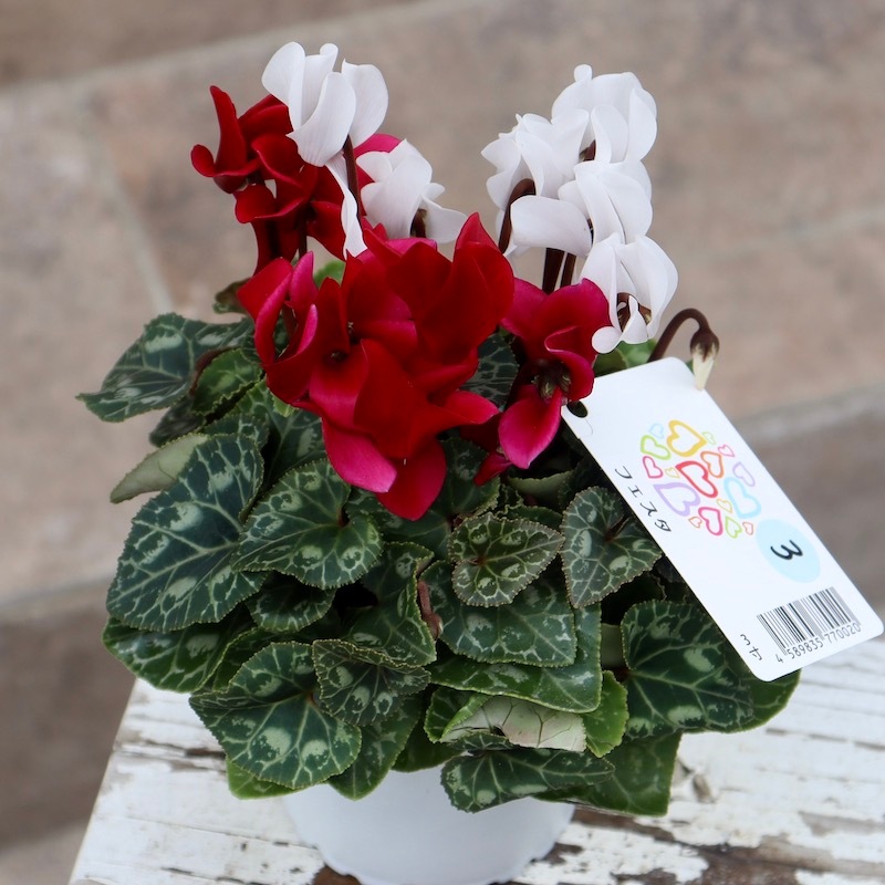 希少色☆2色植えのガーデンシクラメン「フェスタ」3番