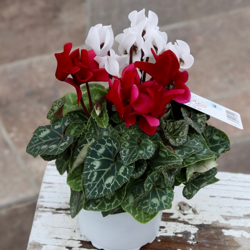 希少色☆2色植えのガーデンシクラメン「フェスタ」3番