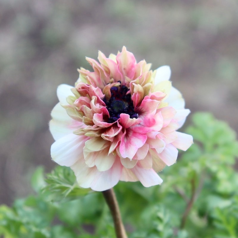 2024年NEW☆2年生株のプレミアム八重咲きアネモネ「アンアリス」7番